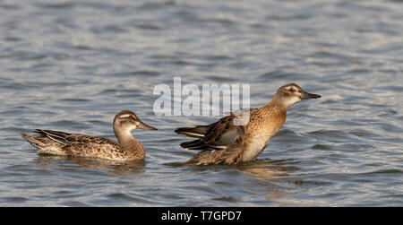 Krickente (Anas querquedula), einem erwachsenen Mann in Eclipse Gefieder (links) und Jugendliche, Schwimmen, der Seite an Seite in einem Süßwassersee in der Nähe von Deventer in der Net Stockfoto