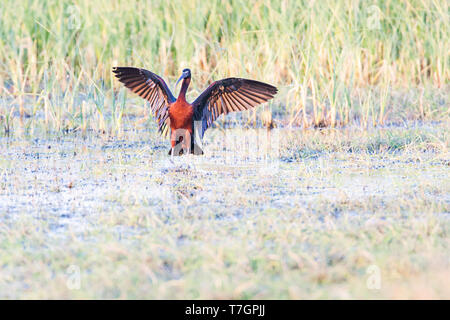 Nach Glossy Ibis (Plegadis falcinellus) auf der griechischen Insel Lesbos im Frühjahr Migration. Stockfoto