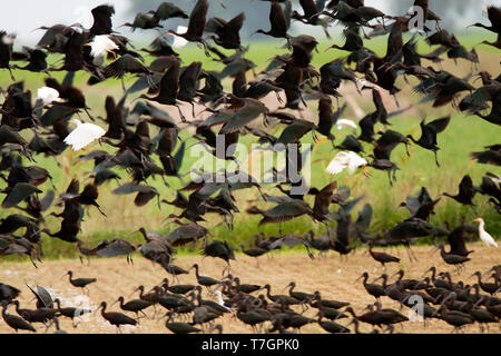 Sichler, Plegadis falcinellus Stockfoto