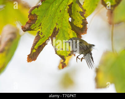 (Goldcrest Regulus Regulus) im Herbst Migration auf Vlieland in den Niederlanden. Schweben unter einem Herbst bunte Blätter, Insekten zu fangen. Stockfoto