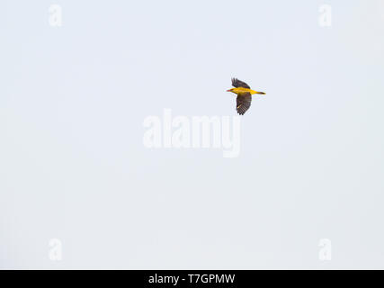 Weibliche eurasischen Pirol (Oriolus oriolus) mit Nistmaterial in ihrem Gesetzentwurf vor blauem Himmel in Bulgarien fliegen. Stockfoto