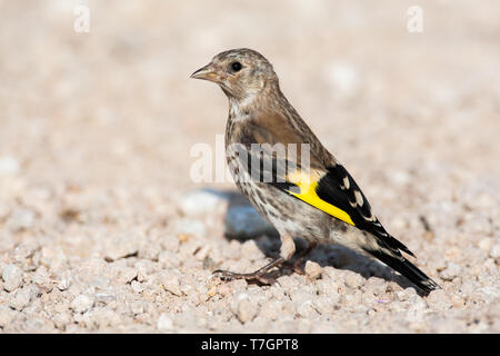 Juvenile europäischen Stieglitz (Carduelis carduelis) auf dem Boden gehockt. Stockfoto