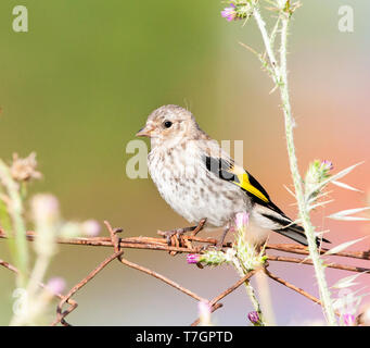 Juvenile europäischen Stieglitz (Carduelis carduelis) thront auf Griechisch Französisch auf Lesbos. Stockfoto