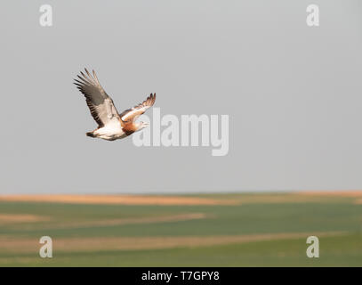 Großen männlichen Großtrappe (Otis tarda) im Flug über Lagunas de Villafáfila Naturschutzgebiet in Spanien. Zeigt die unter Flügel. Stockfoto