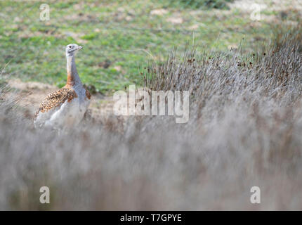 Unreifen männlichen Großtrappe (Otis tarda), die in der Gefangenschaft im Centro de Dolmetschen de la Naturaleza in Lagunas de Villafáfila, Zamora, Kastilien und Stockfoto