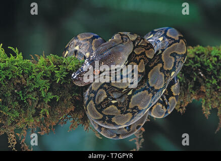 Indonesien. Sumatra. Tierwelt. Schlange. Netzpython. Python reticulatus. Stockfoto