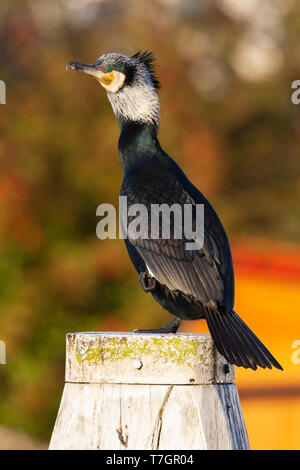 Erwachsener Kormoran (Phalacrocorax carbo) in voller Zucht Gefieder Stehen auf einem Bein auf einer hölzernen Struktur in einem Kanal im Dorf Katwijk in Th Stockfoto