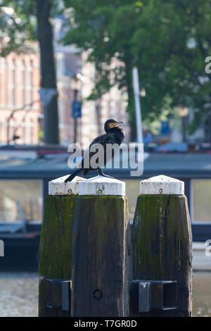 Subadult Kormoran (Phalacrocorax carbo) in den Niederlanden. Das Sitzen auf einem hölzernen Struktur in der Amstel im Zentrum von Amsterdam. Stockfoto