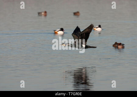 Kormoran (Phalacrocorax carbo) in den Niederlanden. Erwachsener im Sommer Gefieder fliegen tief über dem Wasser mit einigen Enten im Hintergrund. Stockfoto