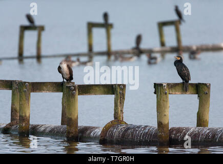 Große Kormorane (Phalacrocorax carbo) in den Niederlanden. Nach Vogel sitzt auf Holz- struktur in Starrevaart vogel See in den Niederlanden. Stockfoto