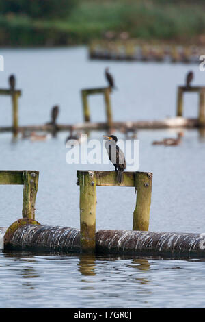 Kormoran (Phalacrocorax carbo) in den Niederlanden. Nach Vogel sitzt auf Holz- struktur in Starrevaart vogel See in den Niederlanden. Stockfoto