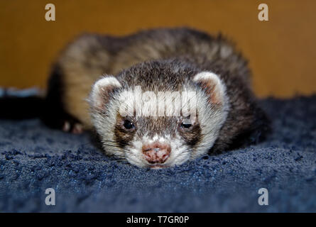 Sleepy Zobel Frettchen (Mustela putorius furo) an der Kamera Suche, Ansicht von oben Stockfoto