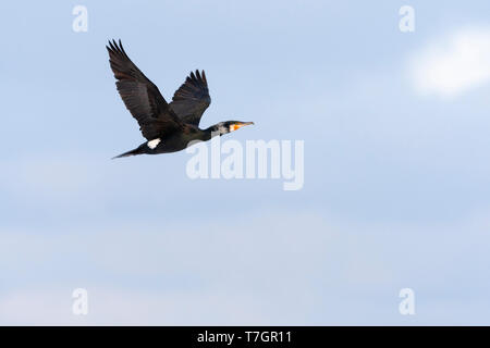 Erwachsener Kormoran (Phalacrocorax carbo) im Flug in den Niederlanden. Von der Seite gesehen, die unter dem Flügel. Stockfoto