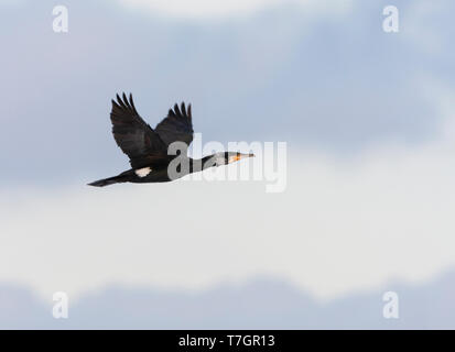 Erwachsener Kormoran (Phalacrocorax carbo) im Flug in den Niederlanden. Von der Seite gesehen, die unter dem Flügel. Stockfoto