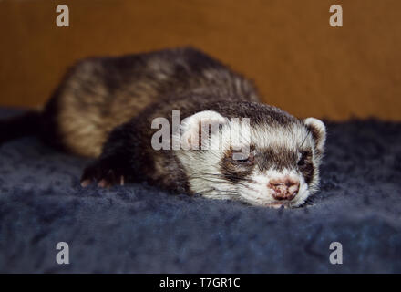 Sleepy Zobel Frettchen (Mustela putorius furo) an der Kamera Suche, Ansicht von oben Stockfoto