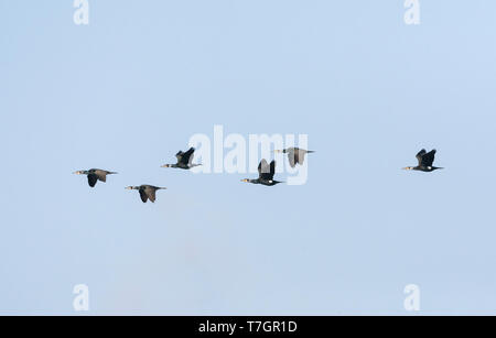 Kleine Herde von sechs Großen Kormoran (Phalacrocorax carbo) im Formationsflug in den Niederlanden. Stockfoto