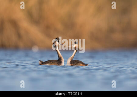 Zwei Haubentaucher (Podiceps cristatus) in der Umwerbung in frischem Wasser See in Österreich. Stockfoto