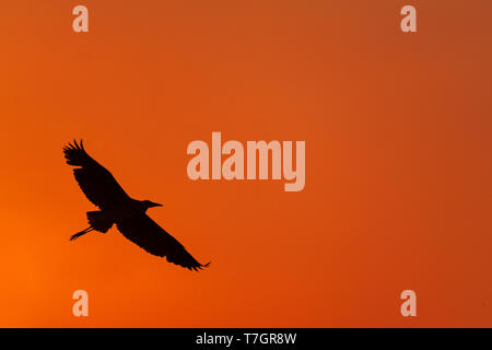 Graureiher (Ardea cinerea) Fliegen über der Nordsee Küste bei Katwijk in den Niederlanden bei einem atemberaubenden Sonnenuntergang. Stockfoto