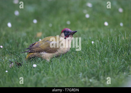 Grünspecht (Picus viridis) auf dem Boden im grünen Gras in den Niederlanden. Stockfoto