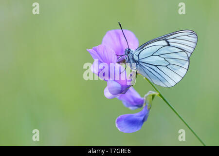 Schwarz geäderten Weiß (Aporie crataegi) thront auf kleine Lila Blume im Mercantour in Frankreich. Single butterfly gegen natürliche Grün isoliert b Stockfoto