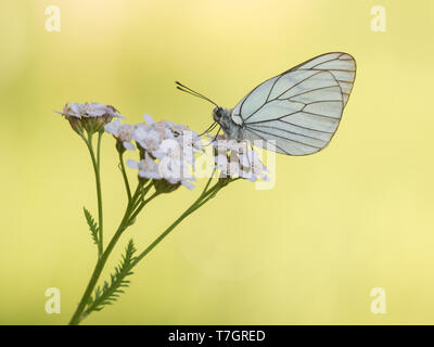 Schwarz geäderten Weiß (Aporie crataegi) thront auf kleinen, rosa-weißen Blüten in Mercantour in Frankreich. Single butterfly gegen natürliche gelbe col isoliert Stockfoto