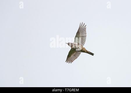 (Turdus viscivorus Mistle Thrush) im Flug während der Migration in den Niederlanden. Von unten gesehen. Stockfoto