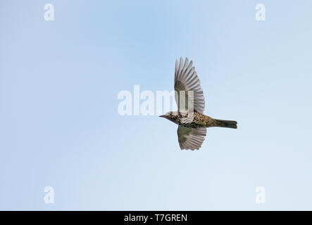 (Turdus viscivorus Mistle Thrush) im Flug während der Migration in den Niederlanden. Von unten gesehen. Stockfoto