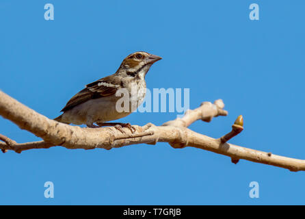 Kastanien - gekrönte Spatz Weaver (Plocepasser Superciliosus) auf einem Zweig in Gambia gehockt Stockfoto