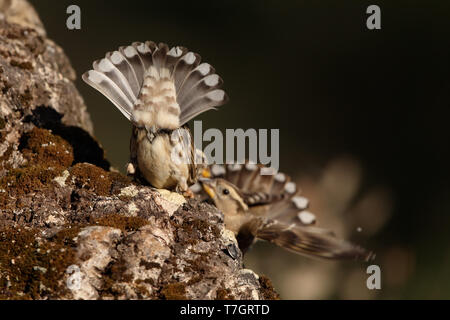 Rock Sparrow Übersicht undertail Muster an der Sierra de San Pedro, Extremadura, Spanien. Stockfoto