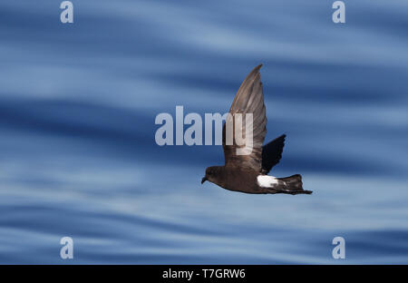 Wilson's Storm Petrel am Meer während Fuseta pelagische, Algarve, Portugal. Stockfoto