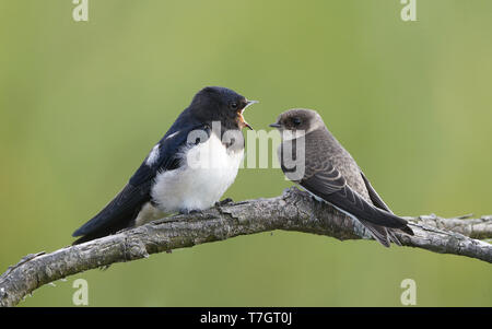 Rauchschwalbe, Hirundo rustica, Kinder mit Sand Martin, Amager, Dänemark Stockfoto