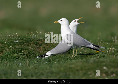 Sturmmöwe, Larus canus, paar Umwerbung an Karrebaek Fjord, Dänemark. Stockfoto