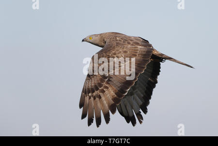 Europäische Wespenbussard, Pernis apivorus, Migration von erwachsenen männlichen an Hyllekrog, Dänemark Stockfoto