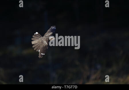 Europäische, Nightjar Caprimulgus europaeus, männlich in Fligth an frederikshåb Plantage, Dänemark Stockfoto