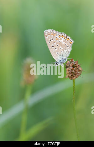 Gemeinsame Blau, Polyommatus Icarus, Hauhechel-Bläuling, Deutschland (Baden-Württemberg), Imago Stockfoto