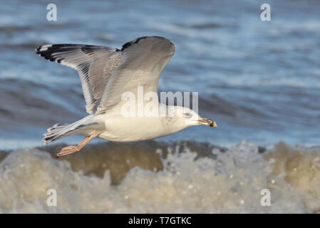 Dritte - Winter Caspian Gull (Larus cachinnans) Fliegen über der Brandung am Strand von Noordwijk in den Niederlanden. Unter Flügel. Stockfoto