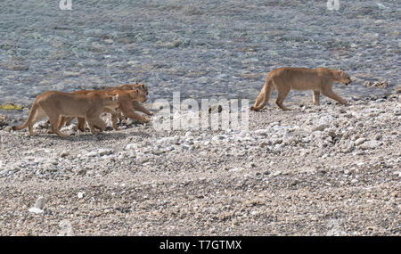 Familie von wild Cougars (Puma concolor concolor) im Torres del Paine Nationalpark in Chile. Wandern an der Seite des Flusses, weiblich vor. Stockfoto