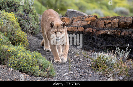 Wild Cougar (Puma concolor concolor) im Torres del Paine Nationalpark in Chile. Wandern in Richtung des Fotografen. Stockfoto