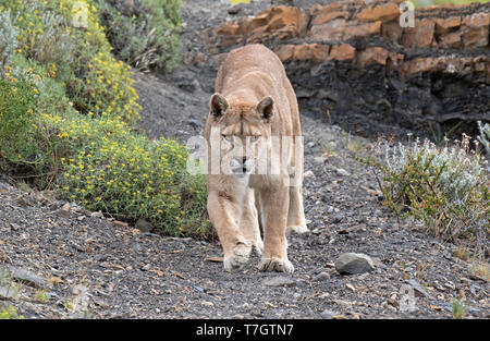 Wild Cougar (Puma concolor concolor) im Torres del Paine Nationalpark in Chile. Wandern in Richtung des Fotografen. Stockfoto