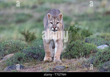 Wild Cougar (Puma concolor concolor) im Torres del Paine Nationalpark in Chile. Zu Fuß den Hügel hinunter. Stockfoto