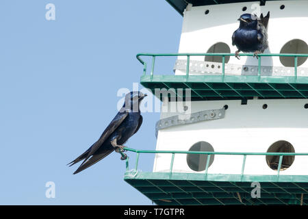 Erwachsene männliche Lila Martin (Progne Subis) auf nextbox Brazoria Co., TX April 2017 thront Stockfoto