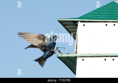 Erwachsene männliche Lila Martin (Progne Subis) auf nextbox Brazoria Co., TX April 2017 thront Stockfoto