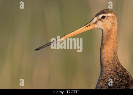 Erwachsene Frau Uferschnepfe (Limosa limosa limosa) stehen in einem Sumpf in der Nähe von Tscheljabinsk in Russland. Stockfoto