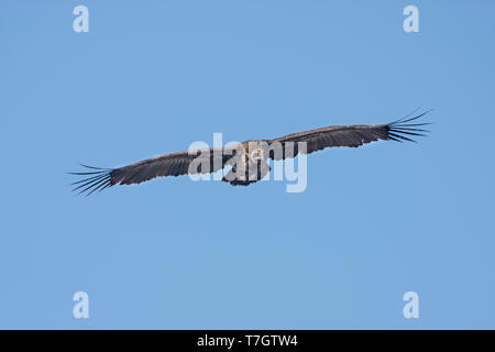 Nach Cinereous Geier (Aegypius monachus) im Flug auf der Balearen Insel Mallorca, Balearen, Spanien. Von unten gesehen. Fliegen vor blauem Himmel als hinterg Stockfoto