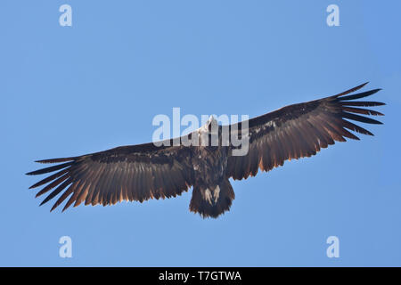 Nach Cinereous Geier (Aegypius monachus) im Flug auf der Balearen Insel Mallorca, Balearen, Spanien. Von unten gesehen. Fliegen vor blauem Himmel als hinterg Stockfoto