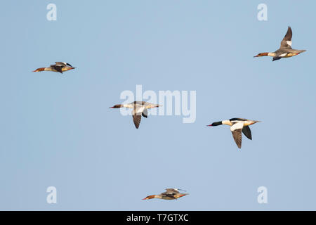 Erwachsene männliche Gänsesäger (Mergus Merganser merganser) zusammen mit vier weibliche Gänsesäger, fliegen schnell hoch in den Himmel in Deutschland. Seitenansicht der Vögel fliegen Stockfoto