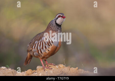 Erwachsenen männlichen Red-legged Partridge (alectoris Rufa hispanica) in Portugal. Der Aufruf in der Früh morgens von einem Barsch. Stockfoto