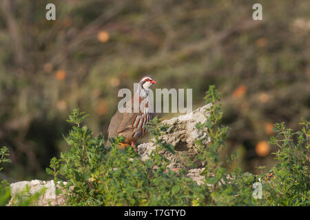 Nach Red-legged Partridge (alectoris Rufa hispanica) in Portugal. Stockfoto