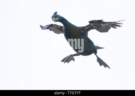 Erwachsene Europäische Shag (Phalacrocorax aristotelis Aristotelis) in der Kolonie in den arktischen Norden Norwegens während der Brutzeit. Vogel Landung. Stockfoto