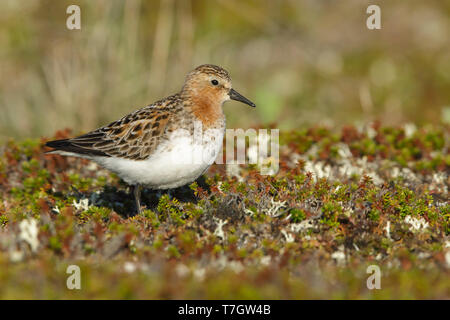 Nach Red-necked Stint (Calidris ruficollis) in Zucht Gefieder in der Tundra der Halbinsel Seward, Alaska, USA im Juni 2018. Stockfoto